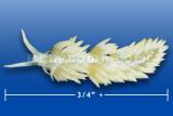 Large Berghia (image for) Large Berghia