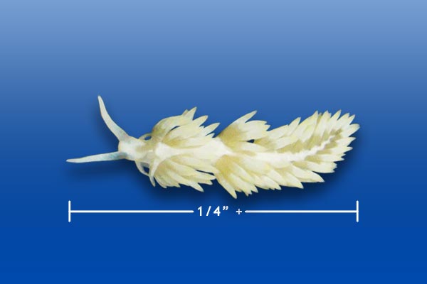 Small Berghia (image for) Small Berghia